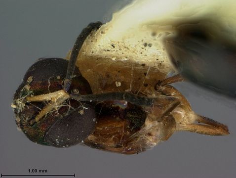 Image of <i>Eupelmus dryorhizoxeni</i> Ashmead 1886