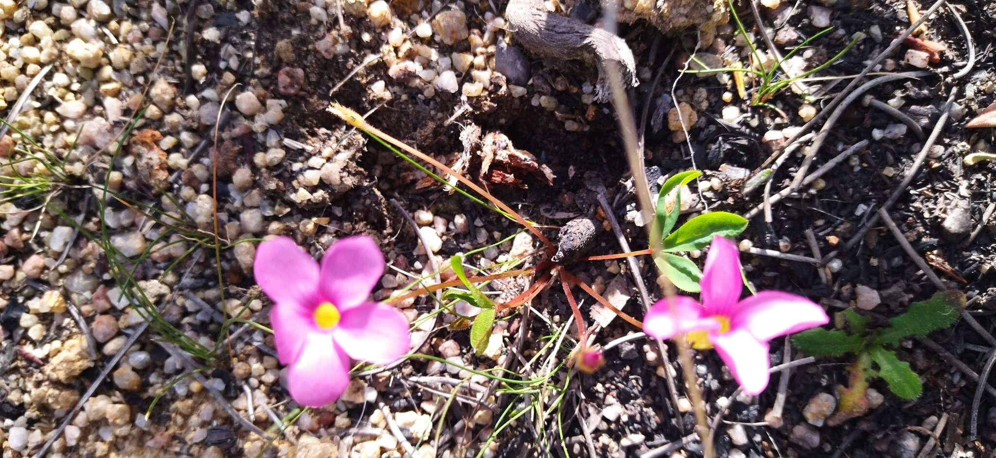 Image of Oxalis eckloniana var. sonderi Salter