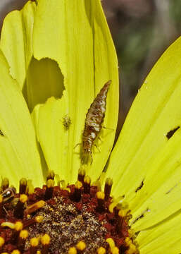 Image of Green lacewing