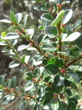 Image of Schinus microphylla I. M. Johnston