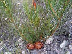 Image of Protea subulifolia (Salisb. ex Knight) Rourke