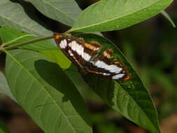 Image of Athyma inara