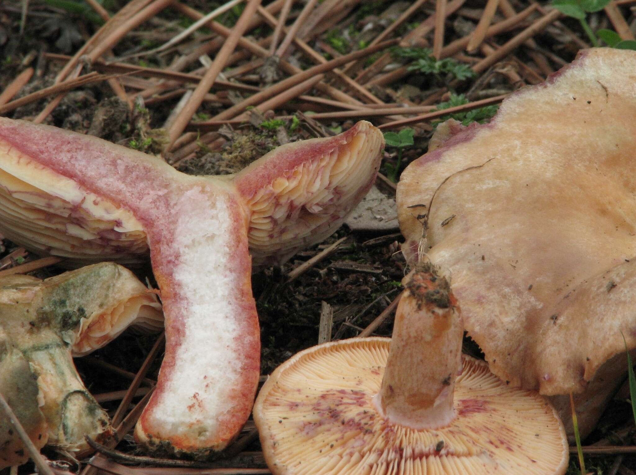 Image of Lactarius semisanguifluus R. Heim & Leclair 1950