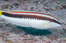 Image of Banana wrasse