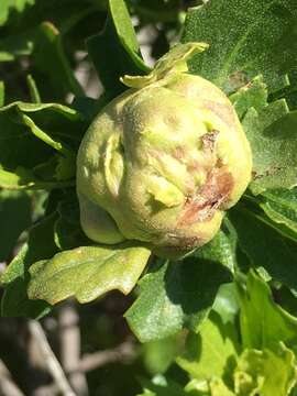 Image of Coyote Brush Bud Gall Midge