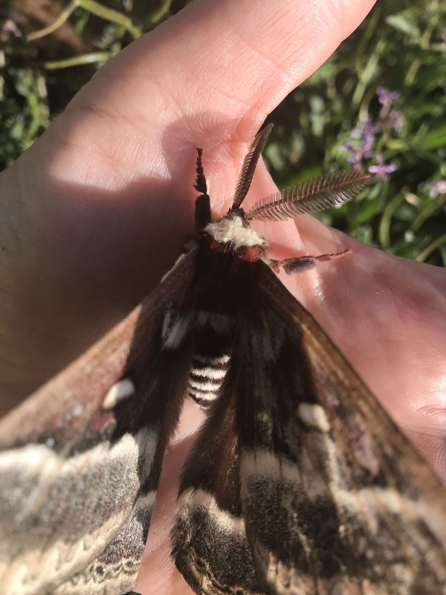 Image of Glover's Silkmoth