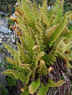 Image of Dryopteris komarovii Kossinsky