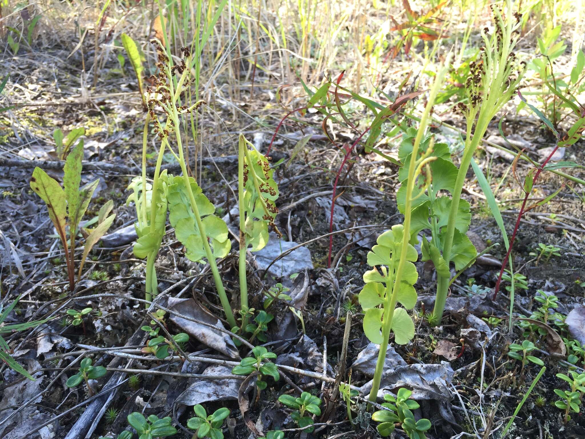 Image of Botrychium neolunaria Stensvold & Farrar