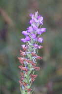 Image of Short spurred fragrant orchid