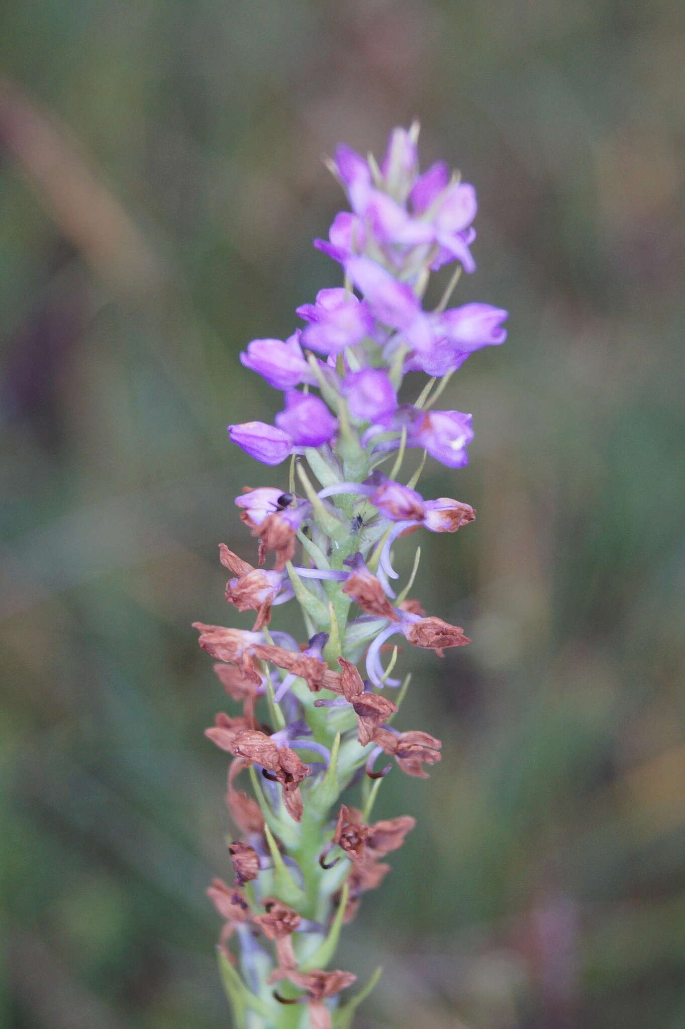 Image of Short spurred fragrant orchid