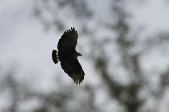 Image of Common Black Hawk