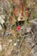 Image of Drosera microphylla Endl.