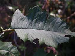 Image of Jessea cooperi (Greenm.) H. Rob. & Cuatrec.