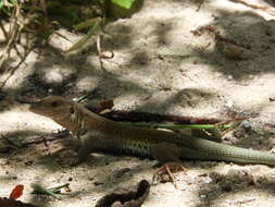 Plancia ëd Aspidoscelis angusticeps angusticeps (Cope 1877)