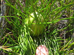 Image of Protea montana E. Mey. ex Meissn.