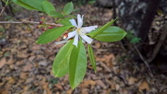 Image of Cratoxylum formosum subsp. formosum