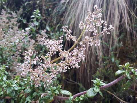 Image de Valeriana microphylla Kunth