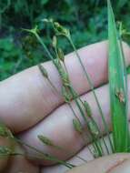 Imagem de Scirpus divaricatus Elliott