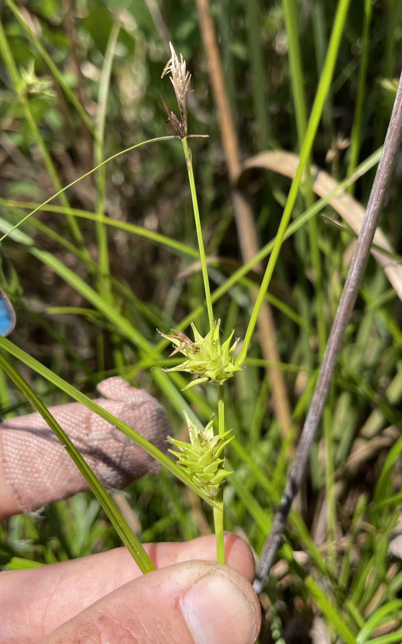 Image of Elliott's Sedge