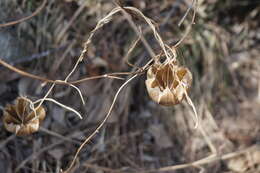 Image de Aristolochia contorta Bunge