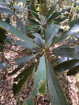 Image of Rhododendron formosanum Hemsl.