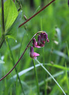 Image of Lathyrus pisiformis L.