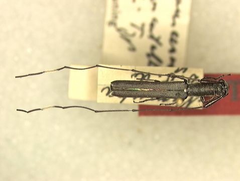 Image of <i>Anauxesis alboscutellatus</i> Breuning