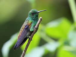 Image of Copper-rumped Hummingbird