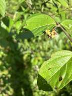 Image of black-sage