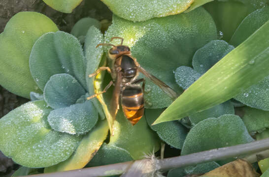 Image of Vespa velutina timorensis Vecht 1957