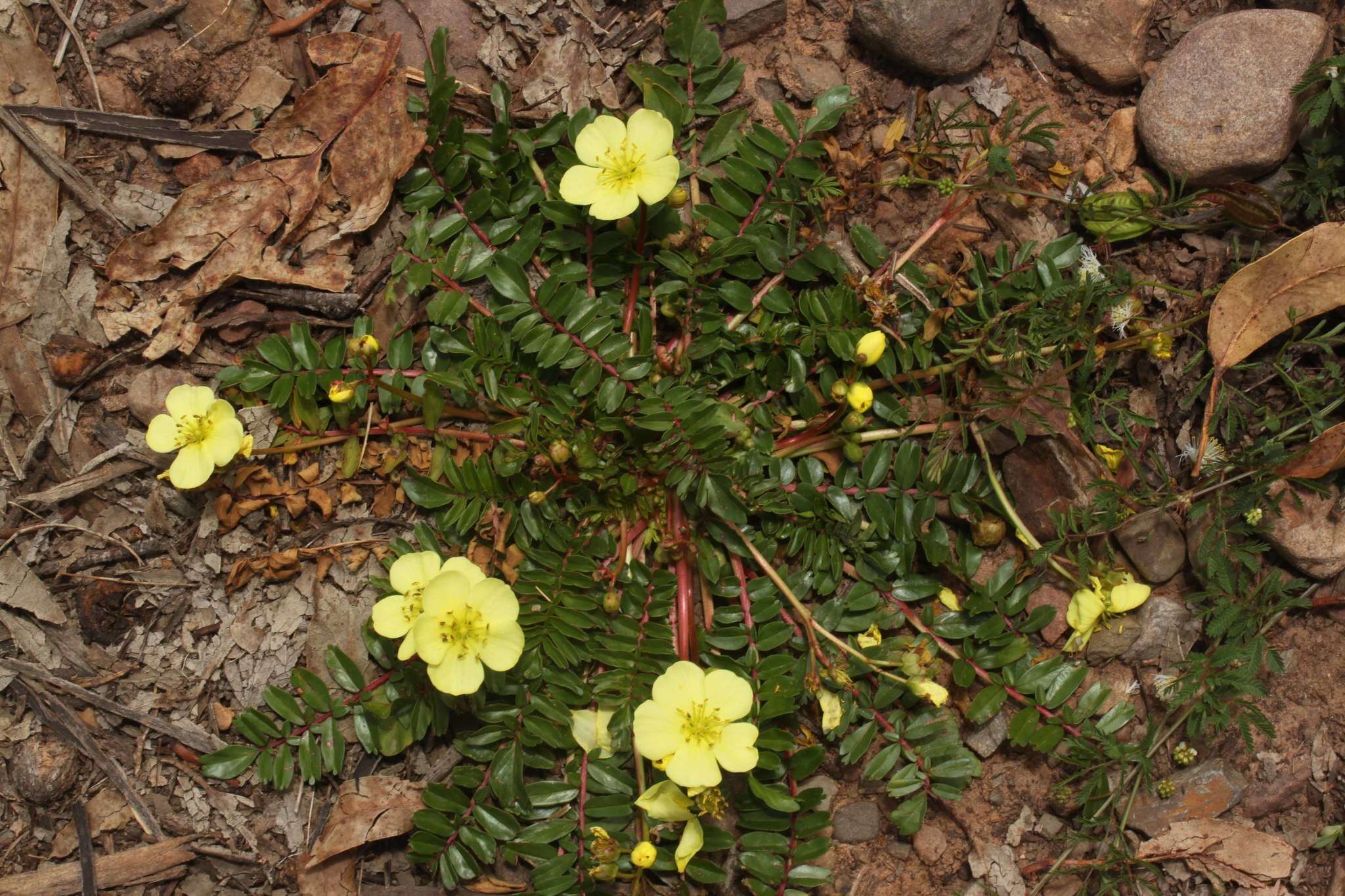 Imagem de Hypseocharis pimpinellifolia Remy