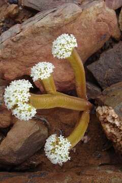 Image of Crassula pyramidalis Thunb.