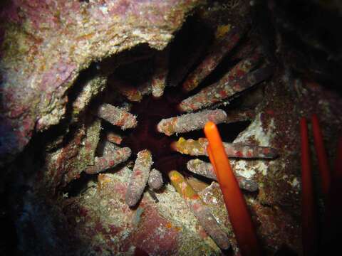 Image of Imperial urchin