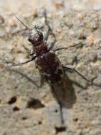 Image of Beautiful tiger beetle