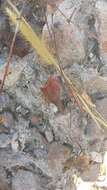 Слика од Dioscorea pteropoda Boivin ex H. Perrier