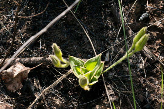 Image of Hypoxis costata Baker