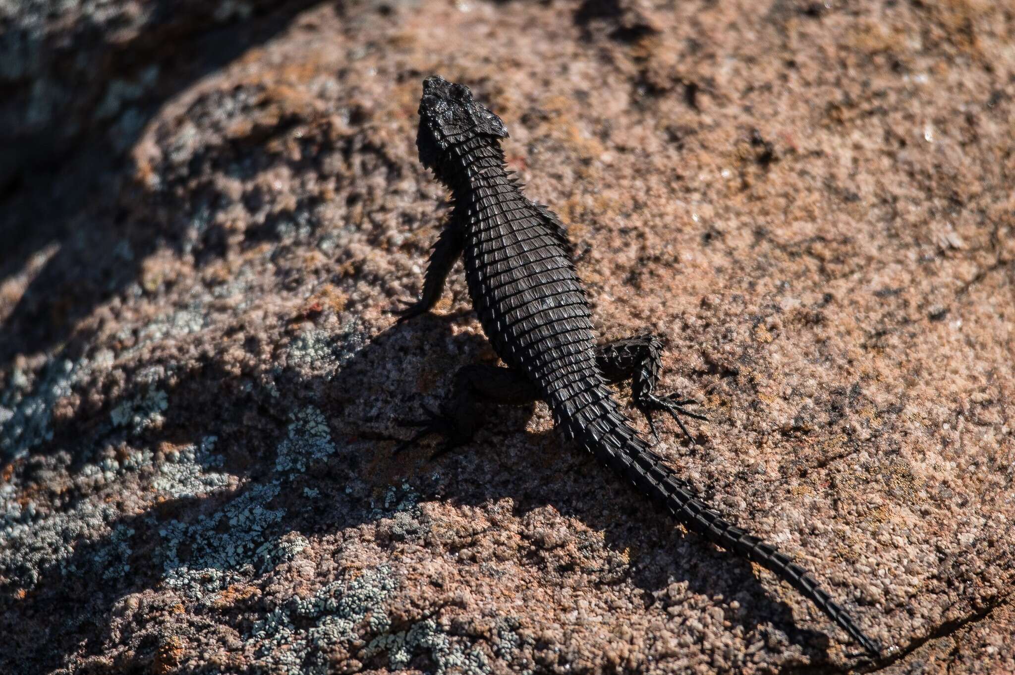 Image of Peers’ Girdled Lizard