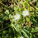 Delosperma hirtum (N. E. Br.) Schwant. resmi