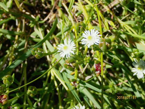 Delosperma hirtum (N. E. Br.) Schwant. resmi