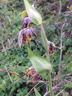 Image of checker lily