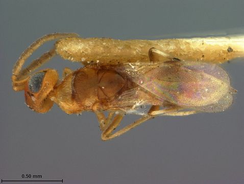 Image de <i>Meromyzobia flava</i> Ashmead 1900