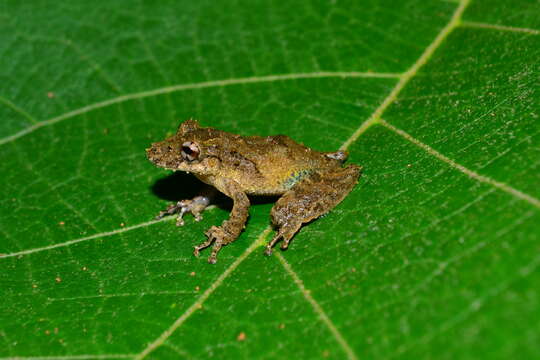 Scinax constrictus Lima, Bastos & Giaretta 2005的圖片