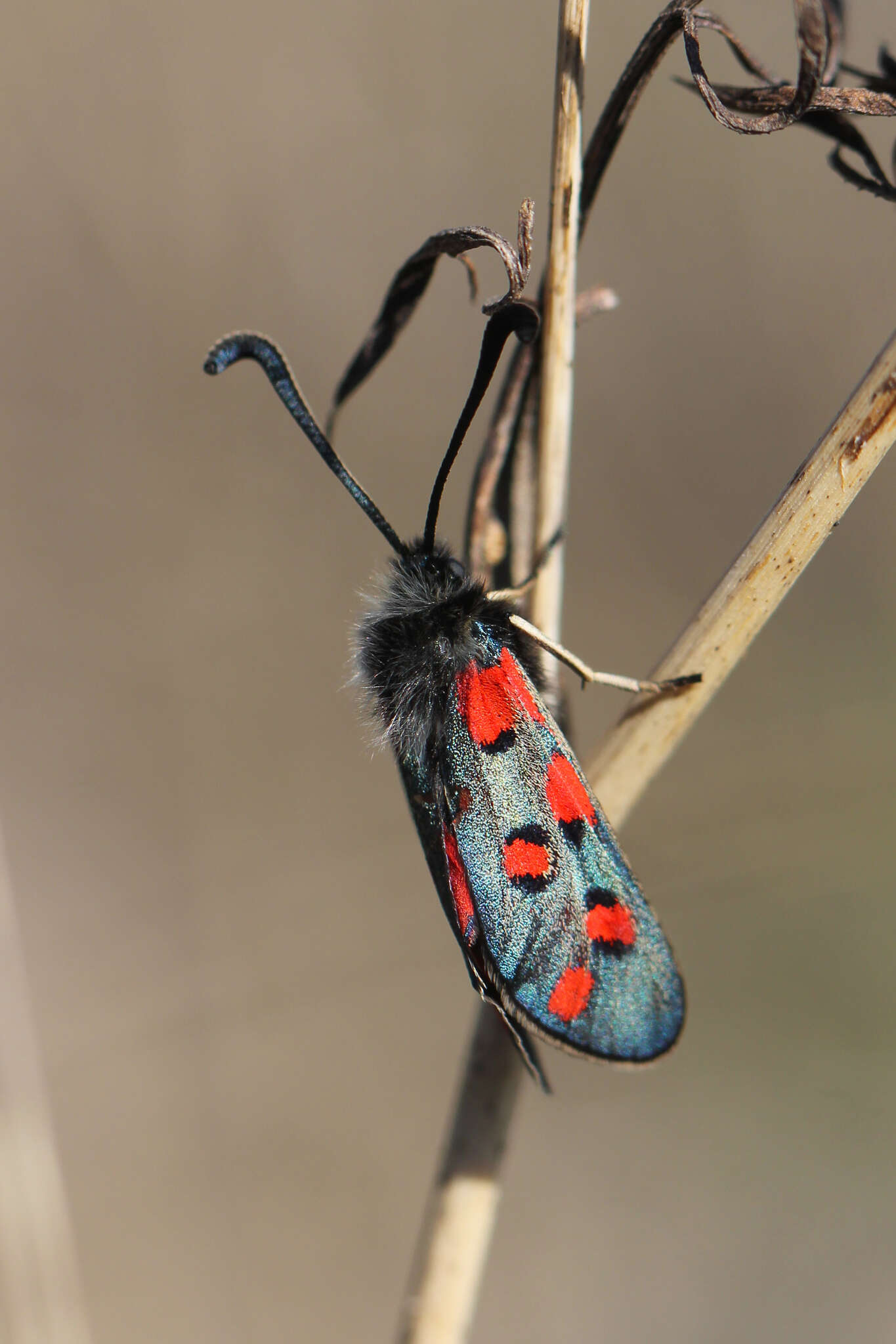 Image of Zygaena rhadamanthus Esper 1793