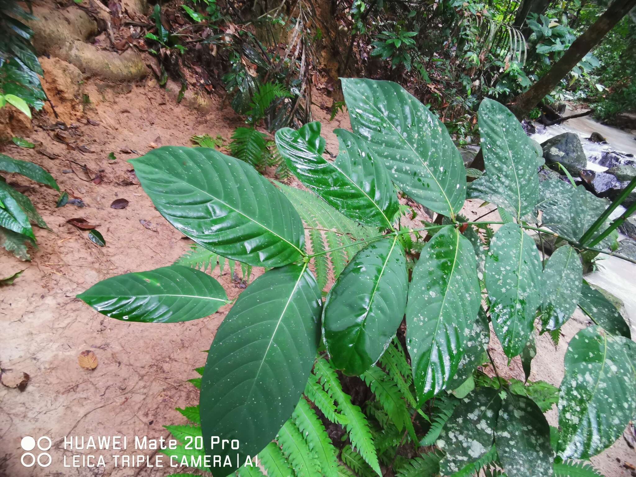 Image de Uncaria longiflora (Poir.) Merr.