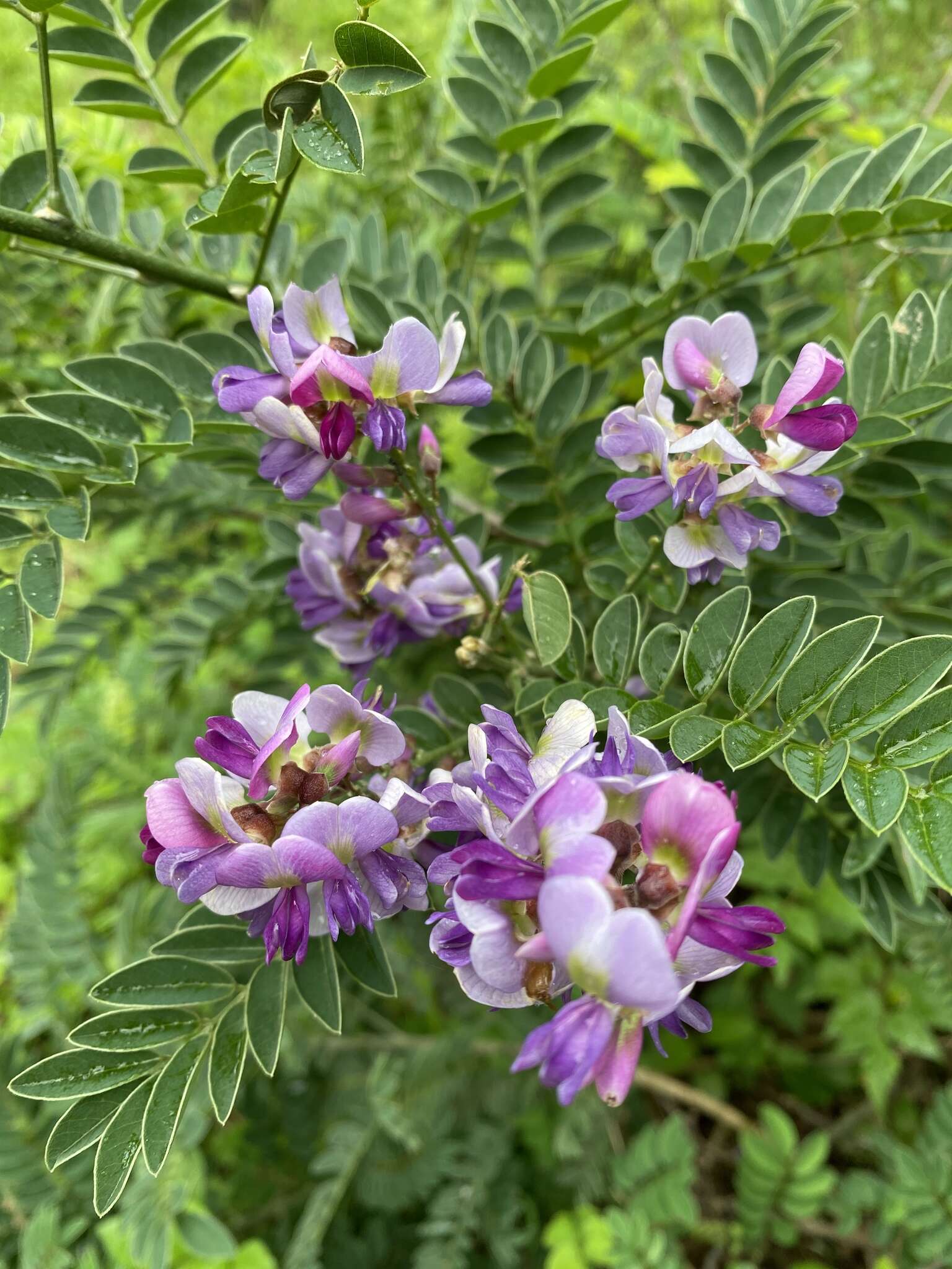 Imagem de Millettia pulchra var. microphylla Dunn