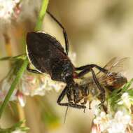 Plancia ëd Apiomerus californicus Berniker & Szerlip ex Berniker et al. 2011