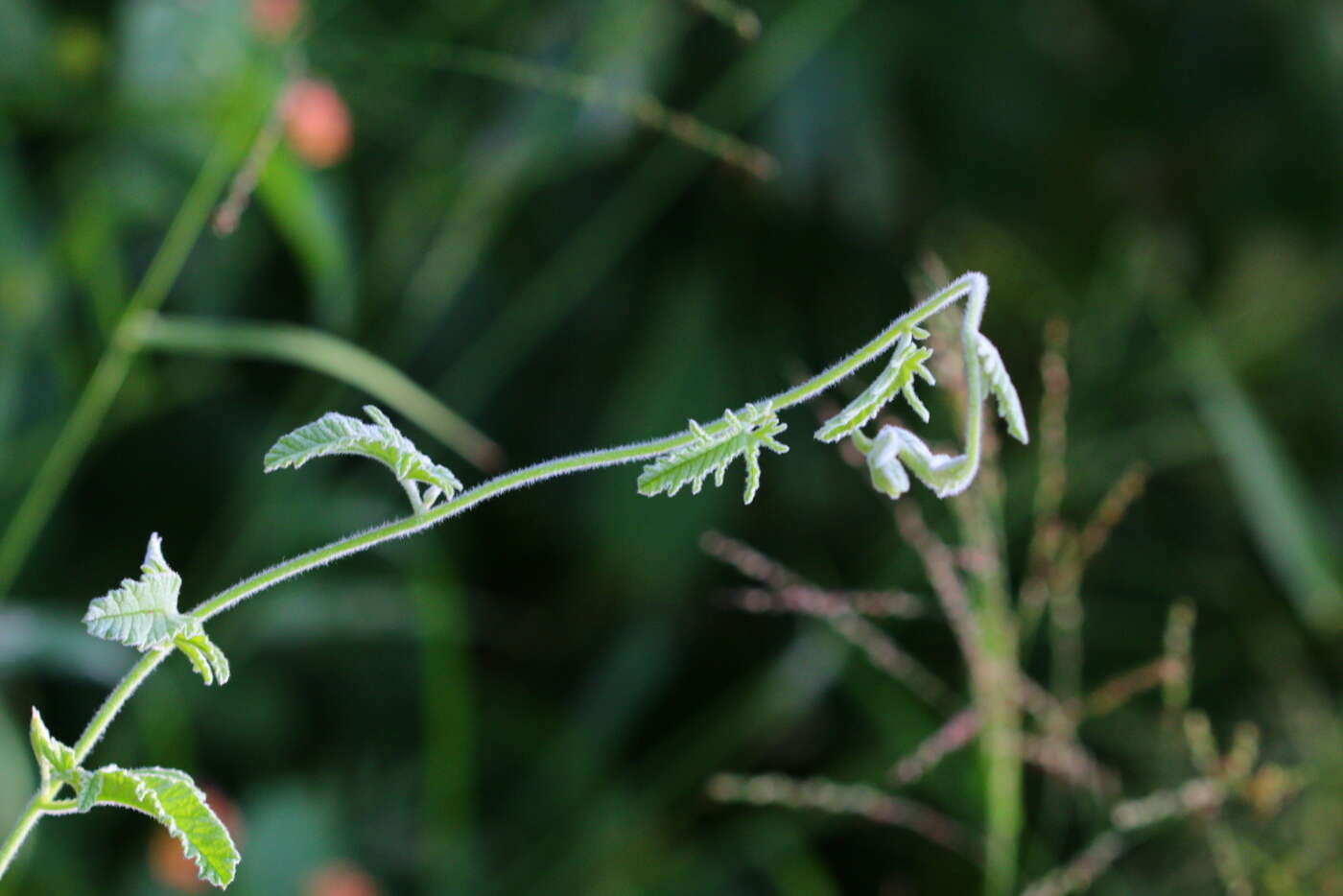 Plancia ëd Convolvulus austroafricanus J. R. I. Wood & Scotland