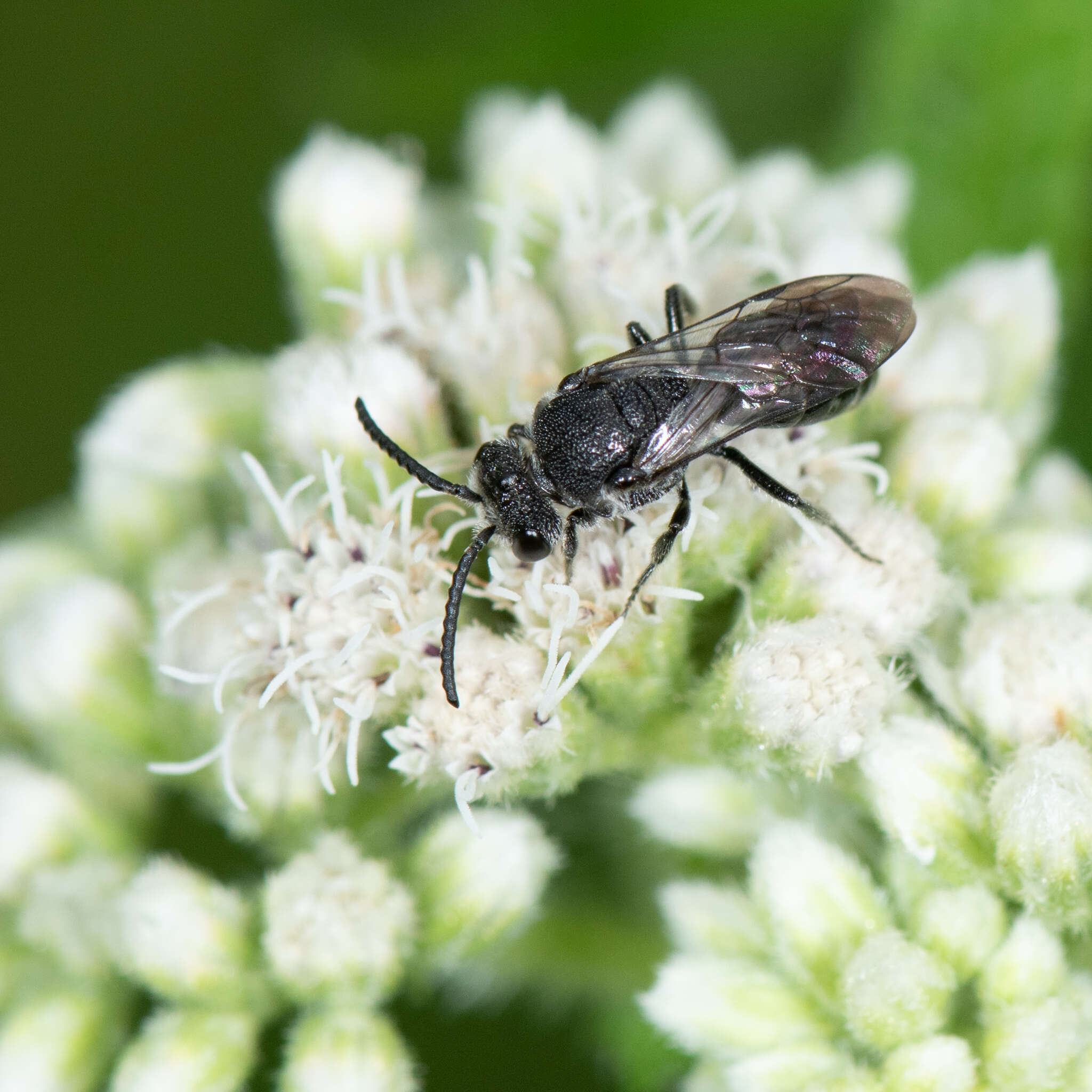 Image of Sphecodes heraclei Robertson 1897