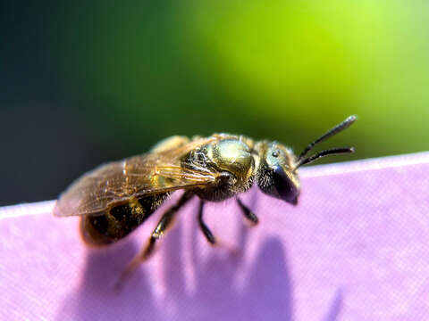 Imagem de Lasioglossum zephyrum (Smith 1853)