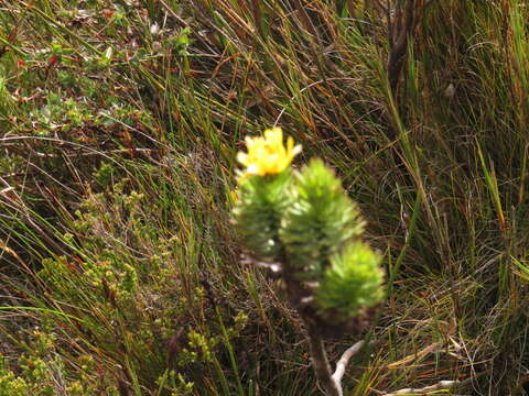 Image of Ursinia caledonica (Phillips) Prassler